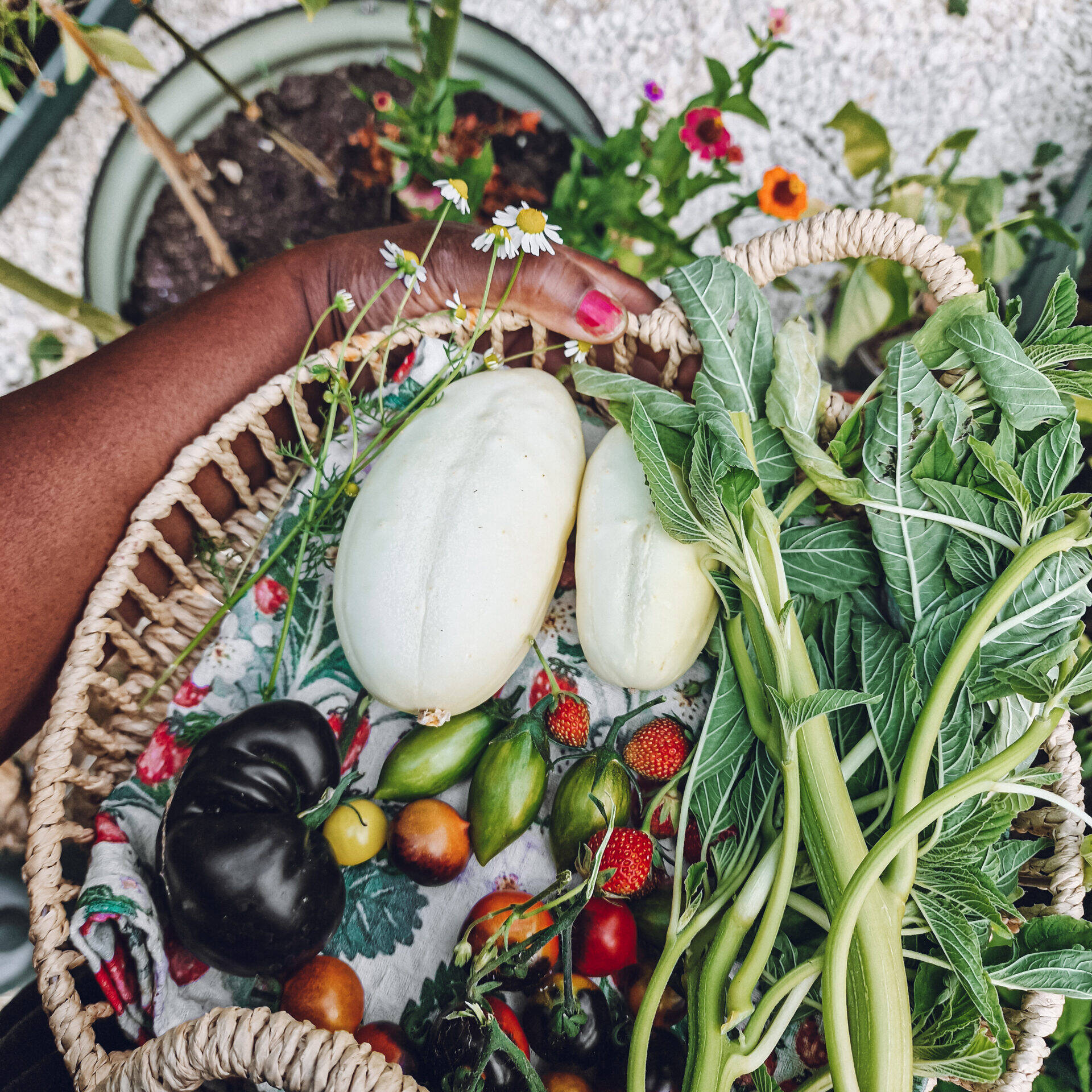 A round wicker basket with a mini harvest, containing white cucumbers, callaloo (amaranth), strawberries, German chamomile and various tomatoes