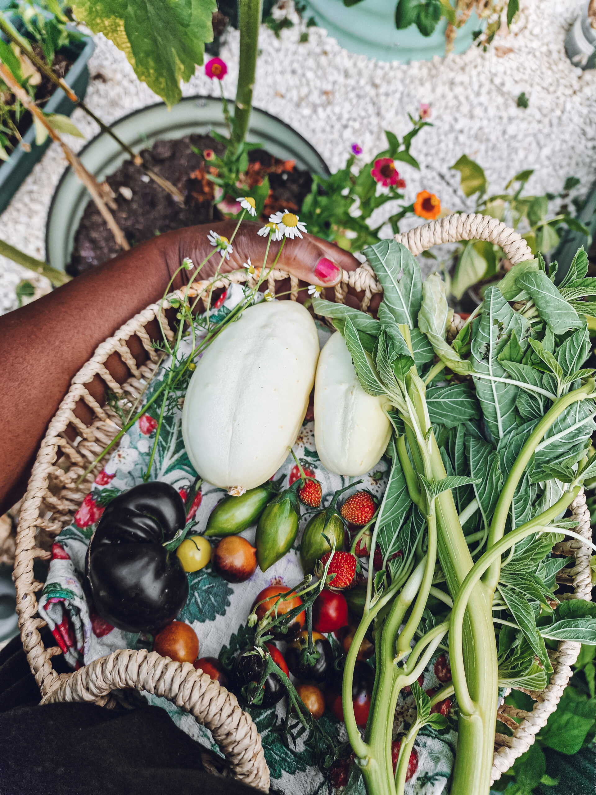 A round wicker basket with a mini harvest, containing white cucumbers, callaloo (amaranth), strawberries, German chamomile and various tomatoes