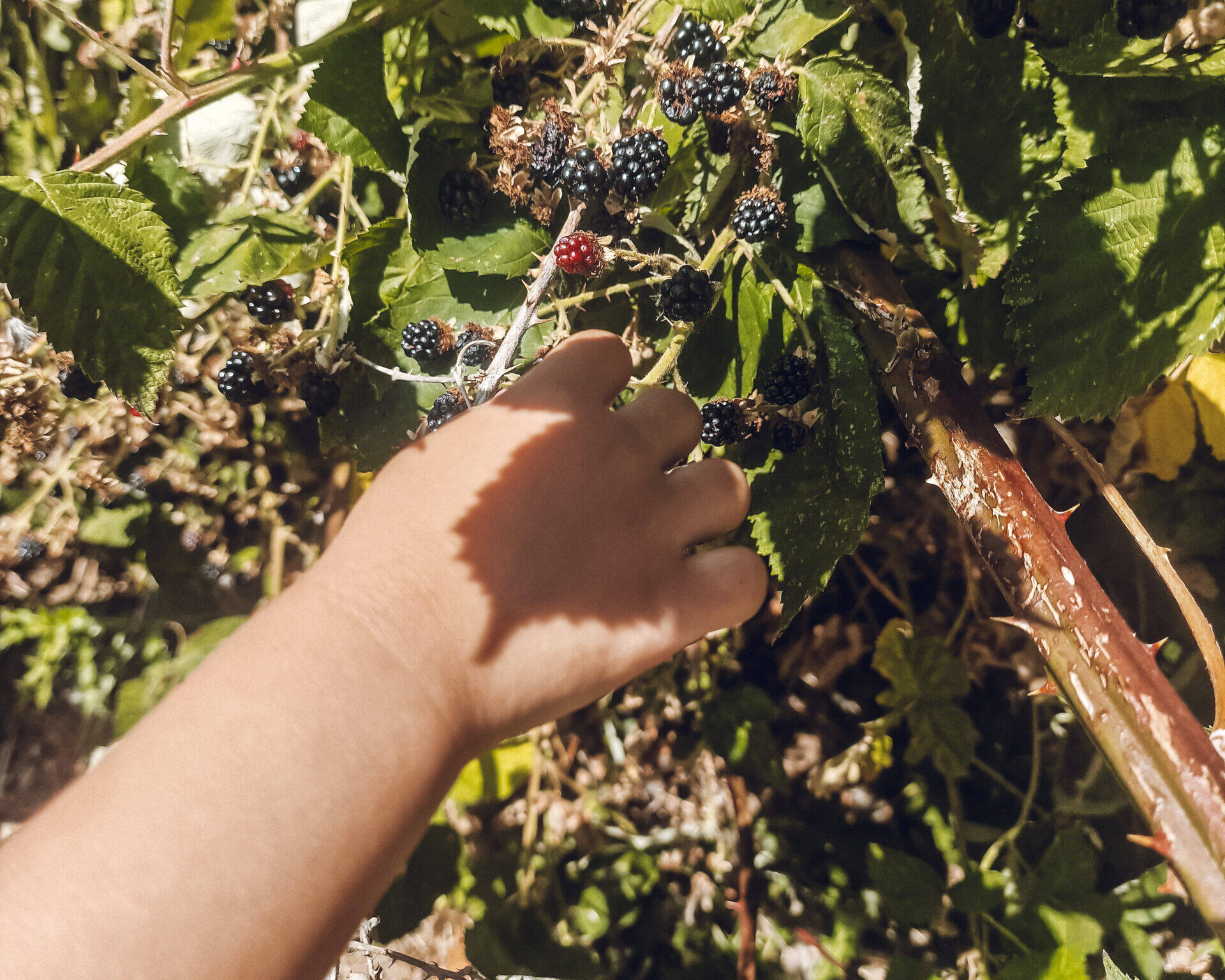 A child's hand picking blackberries